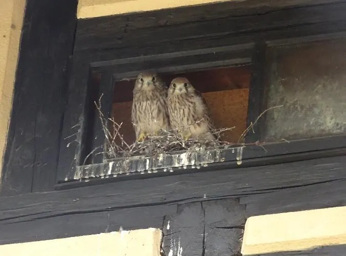 Rittergut Apartment *